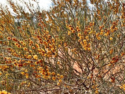 Acacia rigens, photographed by Lukas Clews