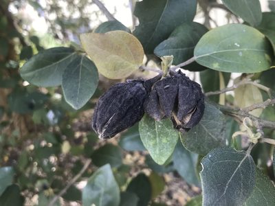 Lagunaria patersonia, photographed by Ann Bentley