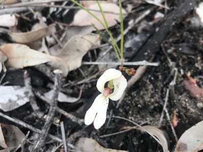 Stylidium schoenoides, photographed by Ann Bentley