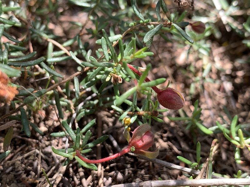 Hibbertia pedunculata, photographed by Lukas Clews