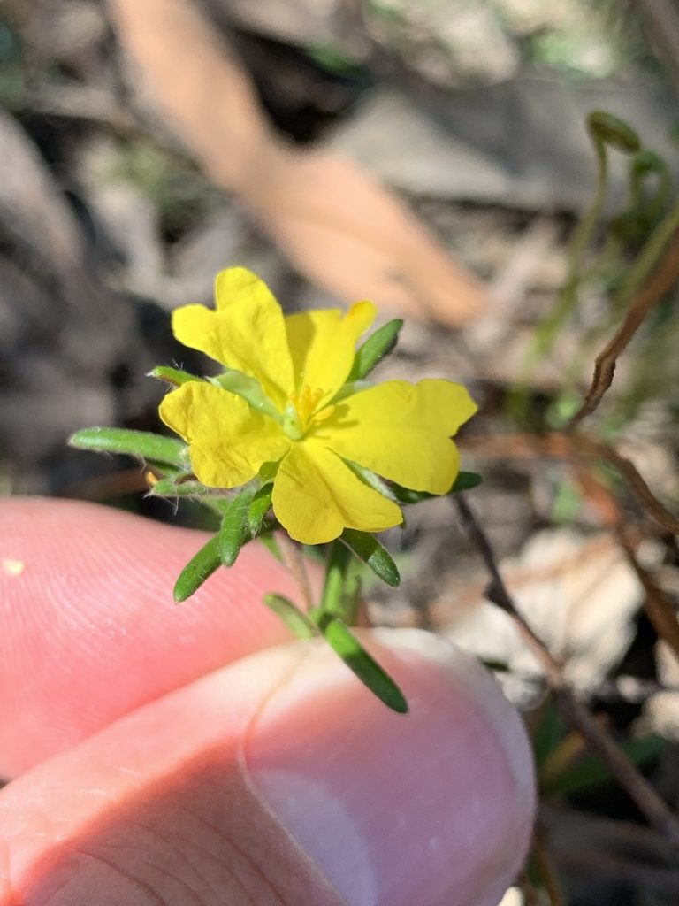 Hibbertia superans, photographed by Lukas Clews
