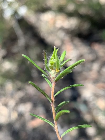 Hibbertia superans, photographed by Lukas Clews