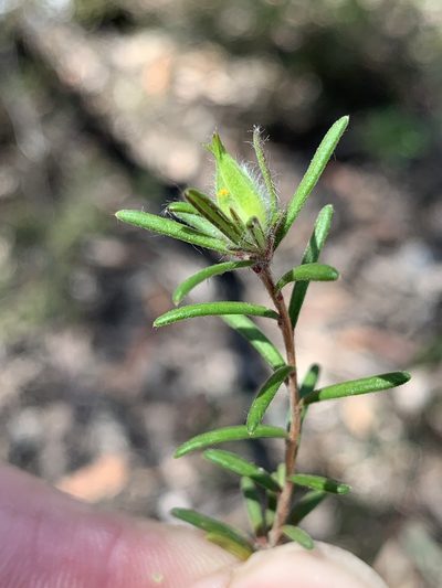 Hibbertia superans, photographed by Lukas Clews