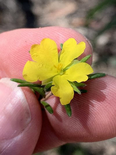 Hibbertia superans, photographed by Lukas Clews