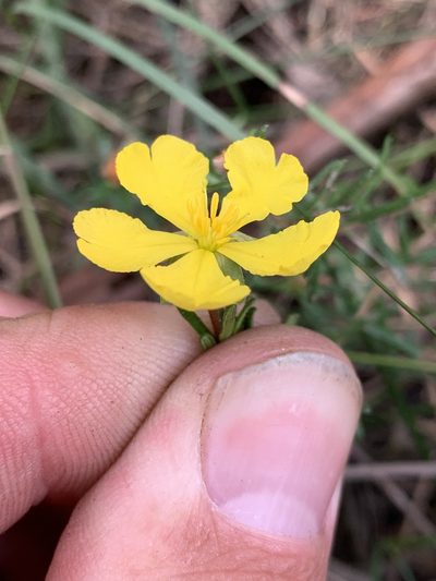 Hibbertia pedunculata, photographed by Lukas Clews
