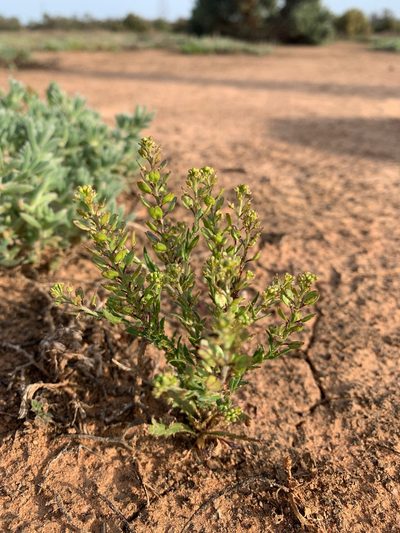 Lepidium papillosum, photographed by Lukas Clews