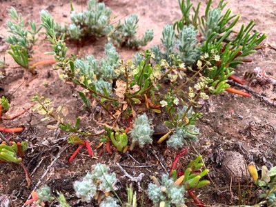 Lepidium phlebopetalum, photographed by Lukas Clews
