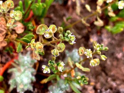 Lepidium phlebopetalum, photographed by Lukas Clews