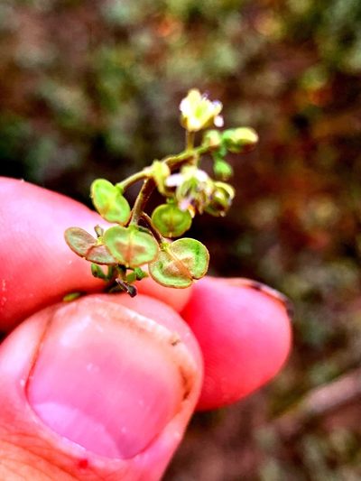 Lepidium phlebopetalum, photographed by Lukas Clews