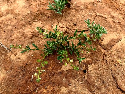 Lepidium phlebopetalum, photographed by Lukas Clews