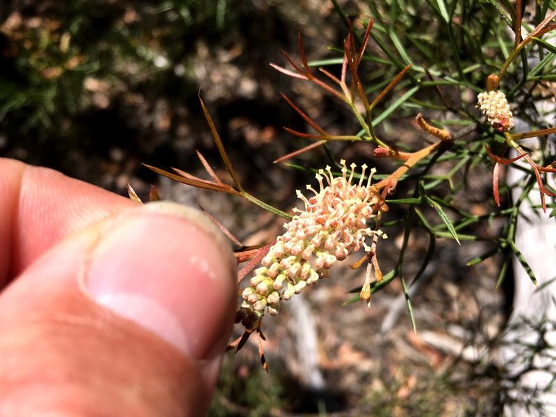 Grevillea raybrownii, photographed by Lukas Clews
