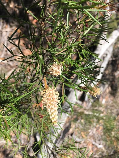 Grevillea raybrownii, photographed by Lukas Clews