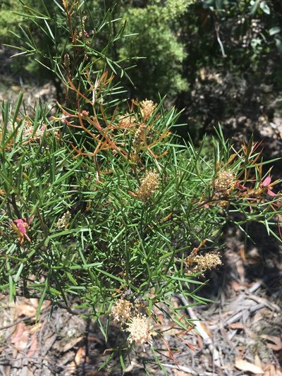 Grevillea raybrownii, photographed by Lukas Clews
