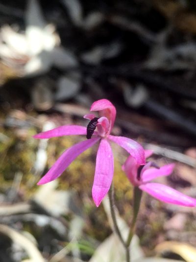 Caladenia congesta, photographed by Lukas Clews