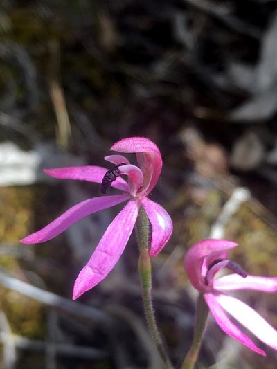 Caladenia congesta, photographed by Lukas Clews