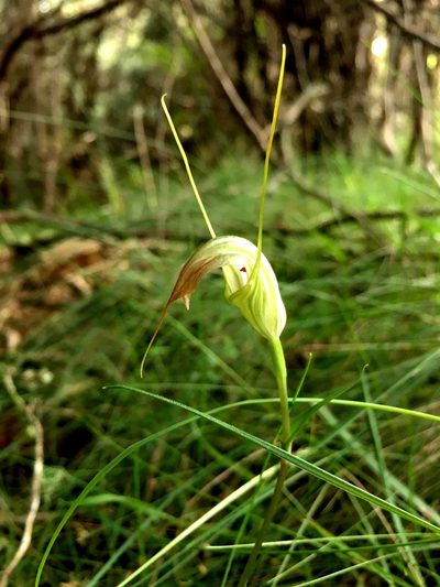 Pterostylis decurva, photographed by Lukas Clews