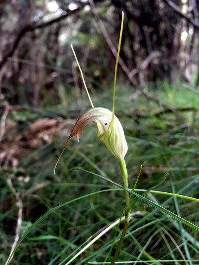 Pterostylis decurva, photographed by Lukas Clews