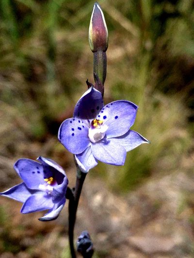 Thelymitra juncifolia, photographed by Lukas Clews