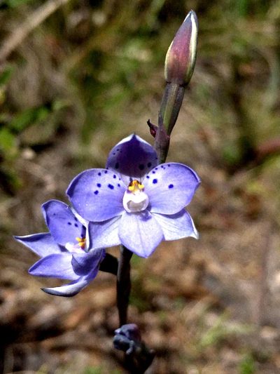 Thelymitra juncifolia, photographed by Lukas Clews