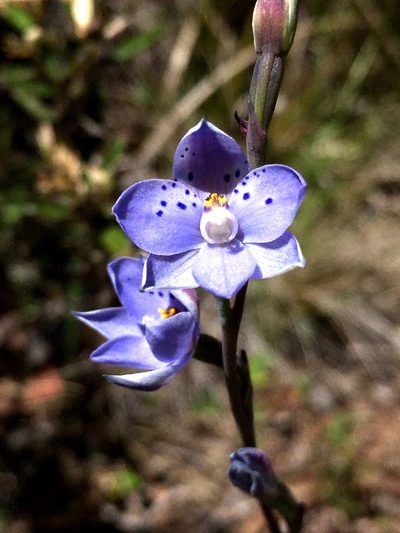 Thelymitra juncifolia, photographed by Lukas Clews
