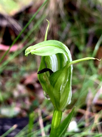 Pterostylis monticola, photographed by Lukas Clews