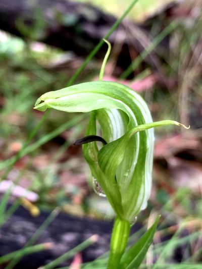 Pterostylis monticola, photographed by Lukas Clews