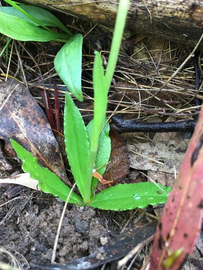 Pterostylis monticola, photographed by Lukas Clews