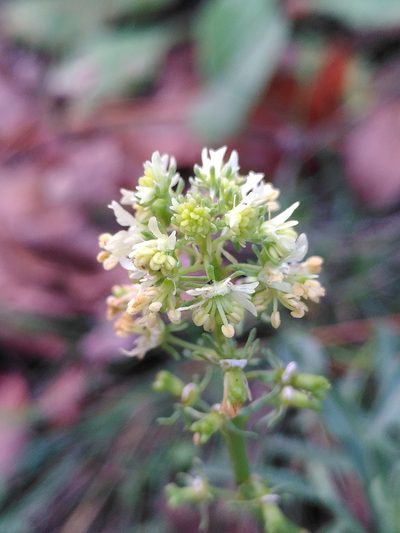 Reseda jacquinii, photographed by Yves Bas