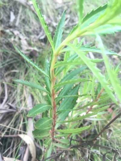 Haloragis exalata, photographed by Lukas Clews