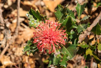 Banksia ilicifolia, photographed by Cal Wood
