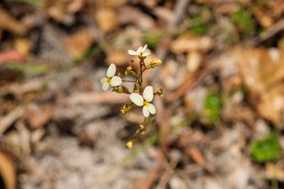 Stylidium piliferum, photographed by Cal Wood