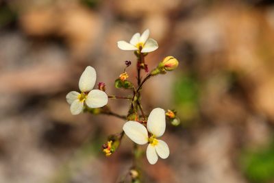 Stylidium piliferum, photographed by Cal Wood