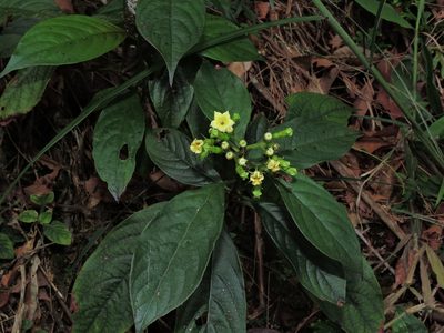 Mussaenda parviflora, photographed by Jacy Chen