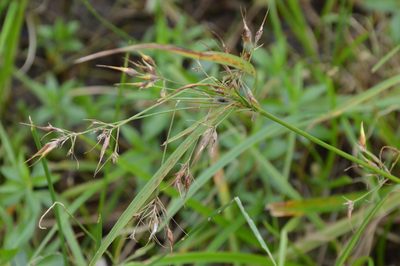 Rhynchospora corniculata, photographed by Dan Johnson