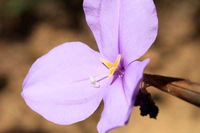 Patersonia occidentalis, photographed by Cal Wood