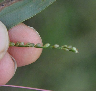 Paspalum langei, photographed by Dan Johnson