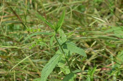 Caperonia palustris, photographed by Dan Johnson