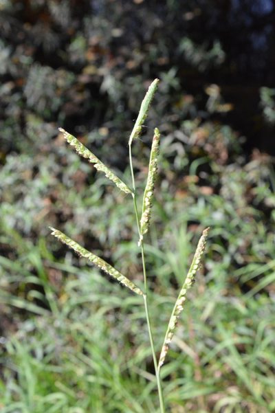 Paspalum denticulatum, photographed by Dan Johnson