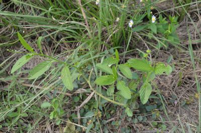 Caperonia palustris, photographed by Dan Johnson