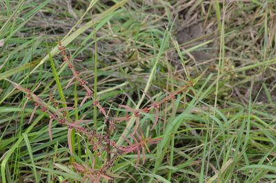 Ammannia coccinea, photographed by Dan Johnson