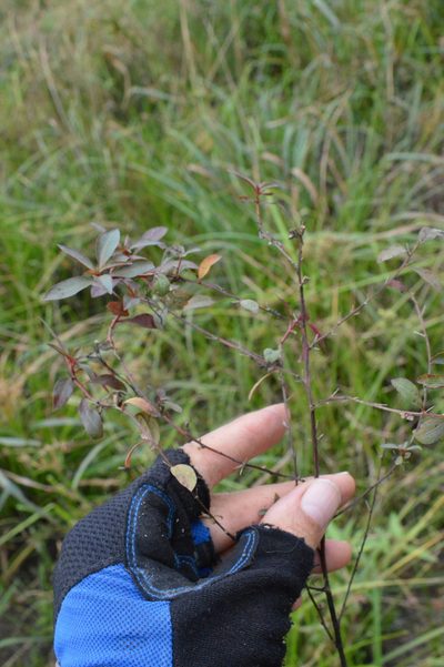 Ludwigia glandulosa, photographed by Dan Johnson