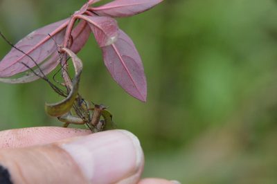 Ludwigia glandulosa, photographed by Dan Johnson