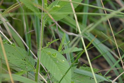 Caperonia palustris, photographed by Dan Johnson