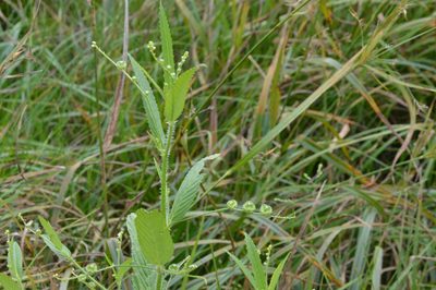Caperonia palustris, photographed by Dan Johnson