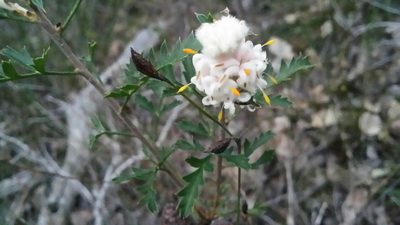 Petrophile diversifolia, photographed by Helium Luo