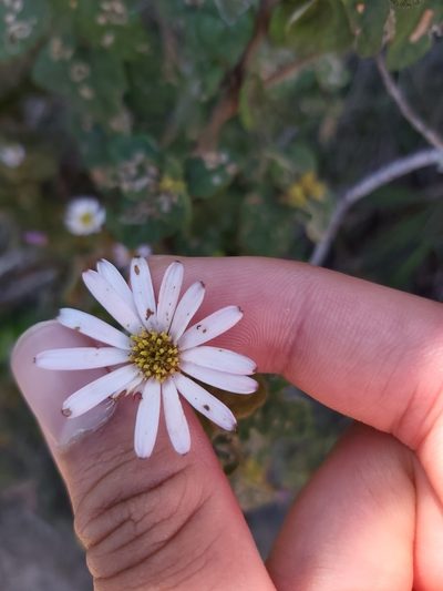 Olearia tomentosa, photographed by Tim