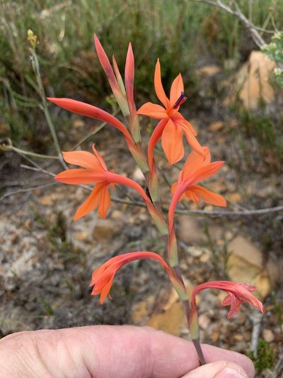 Watsonia stenosiphon, photographed by Dave Richardson
