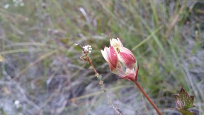 Xanthosia rotundifolia, photographed by Helium Luo
