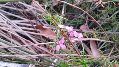 Stylidium scandens, photographed by Helium Luo