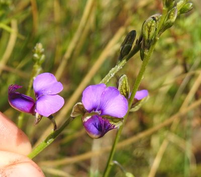 Polygala uncinata, photographed by Matthew Fainman